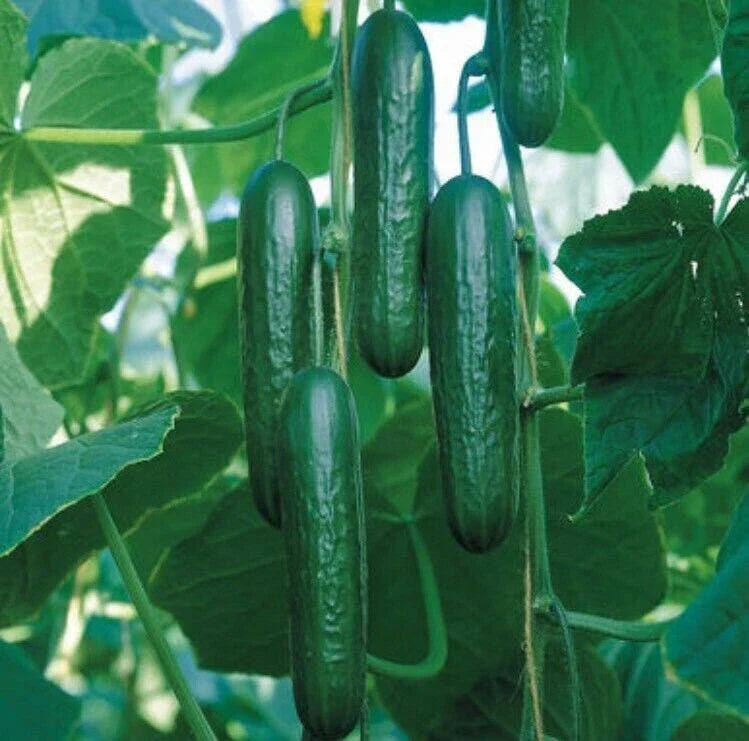 Organic Cucumber Seeds 20PCS - Cucumis Sativus for Home Gardening, Non-GMO, Fast-Growing, Ideal for Containers and Garden Beds