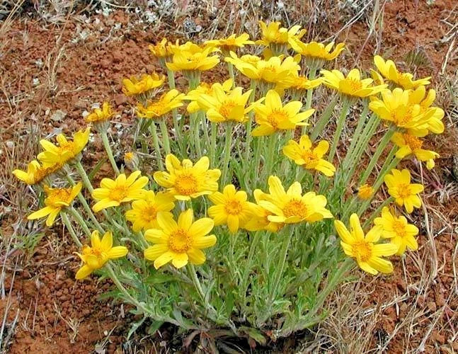 Wooley Sunflower Seeds - 300+ Count - Drought-Resistant Native Wildflower - Helianthus nuttallii - Oregon Sunshine