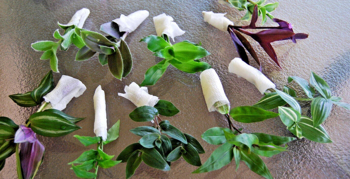 Wandering Jew Plant Lot - Assorted Varieties - Tradescantia Collection - Indoor Houseplants - Easy Care Greenery