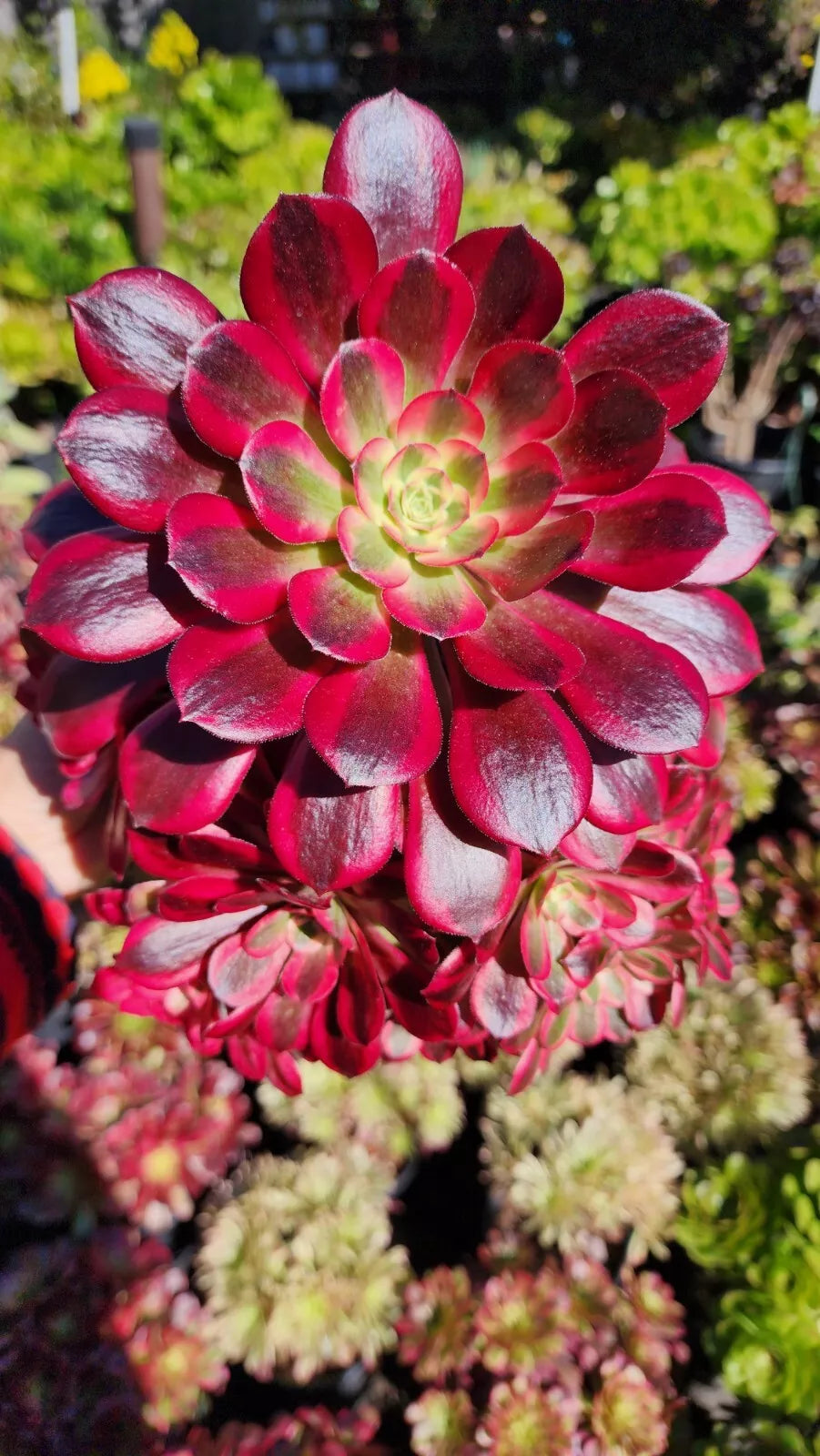 Aeonium Medusa Cutting - Unique Variegated Green and Red Leaves - Aeonium arboreum var. Medusa - Succulent Plant Cutting