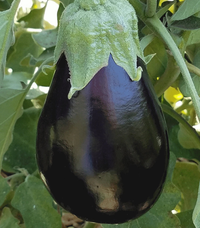 Black Beauty Eggplant Seeds 100+ Pack, Heirloom Vegetable, Solanum melongena for Home Garden Cooking