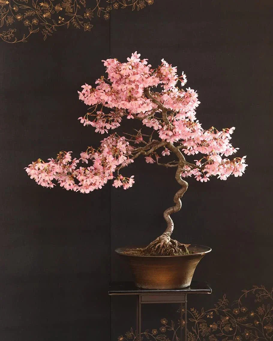 Japanese Flowering Cherry Blossom Seeds - 30 Pack Sakura Seeds (Prunus serrulata) - Indoor/Outdoor Bonsai Cultivation
