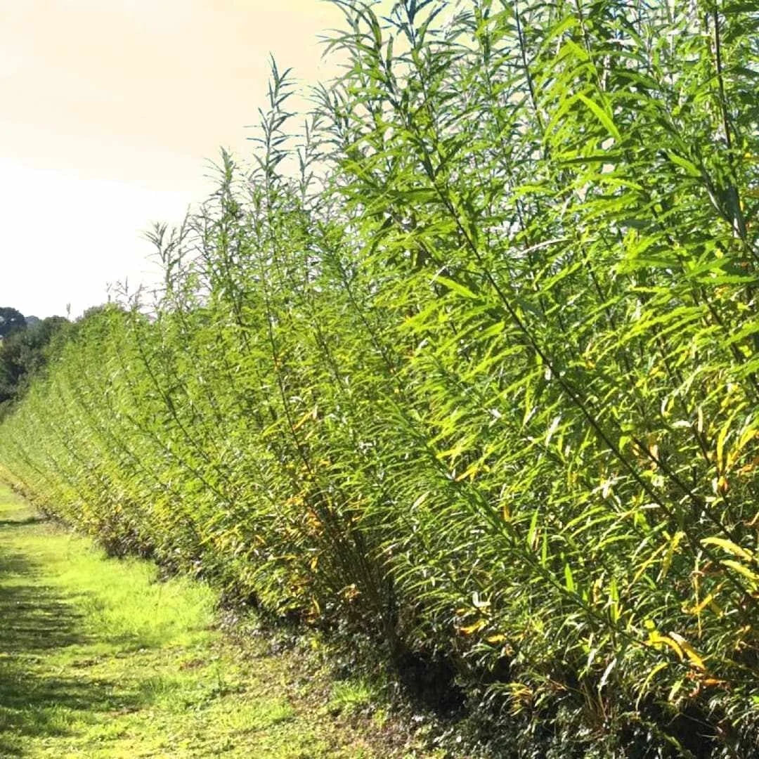 Austree Hybrid Willow Hedge Cuttings - 25 Fast Growing Privacy Trees - Salix × sepulcralis - Ideal for Landscaping Screens