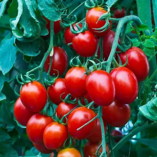 Small Red Cherry Tomato Seeds - 50 Non-GMO Heirloom Seeds - Solanum lycopersicum - Perfect for Home Gardening