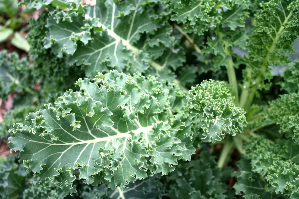 Kale Seeds Pack - Blue Curled Scotch Variety - Brassica oleracea - Non-GMO, Fast-Growing Superfood for Gardening