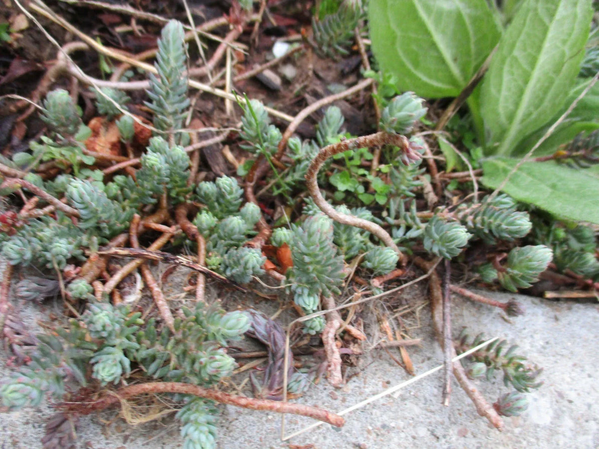 Sedum Reflexum Blue Spruce Ground Cover Cuttings - 4 Pack - 3-4" Long - Drought-Resistant Perennial - Sedum reflexum var. rupestre