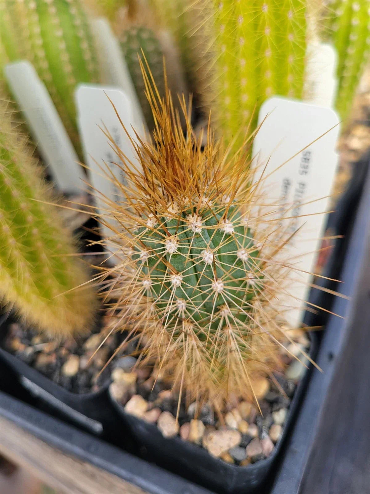 Potted Succulent Plant - Pilosocereus densiareolatus - Blue Torch Cactus - Unique Desert Decor for Home & Garden