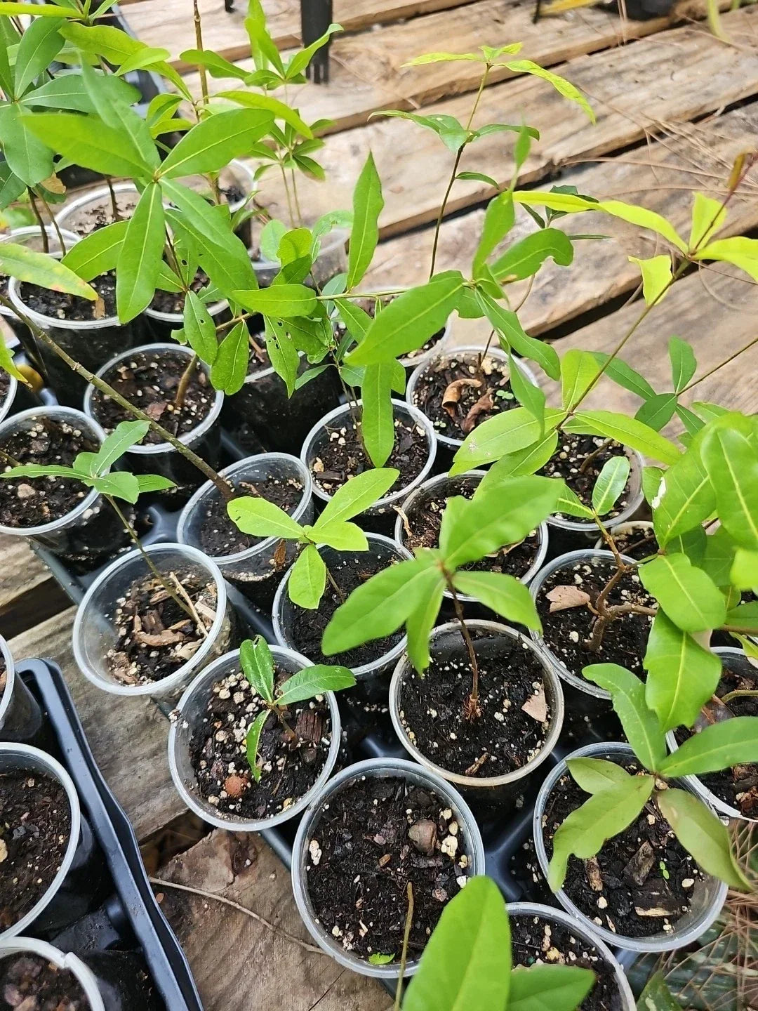 Rooted Live Oak Tree 6"-10" Evergreen Quercus Virginiana | TX Florida Shade Tree for Landscape and Garden
