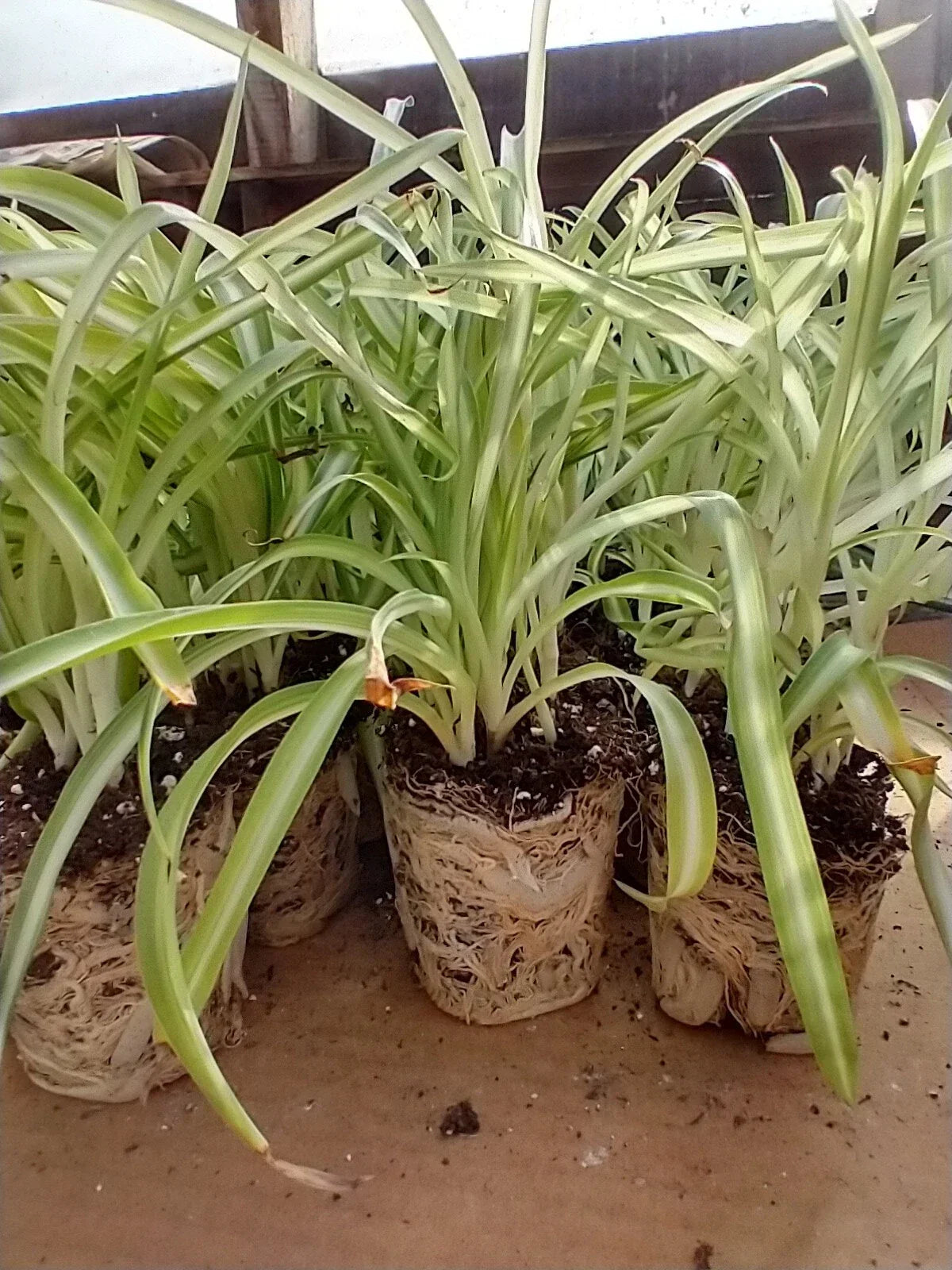 Curly Spider Plant Plugs, 2 Well-Rooted Seedlings, Variegated Green/White Leaves, Chlorophytum comosum Live Houseplants