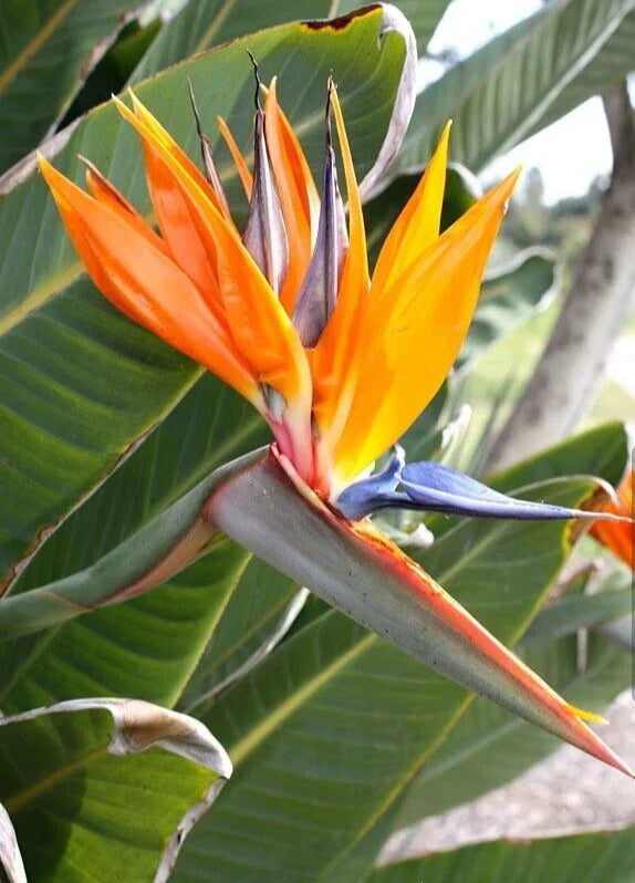 Orange Bird of Paradise Plant - 10-12 Inches - Strelitzia Reginae - Rooted Tropical Houseplant - Exotic Foliage for Indoor Décor