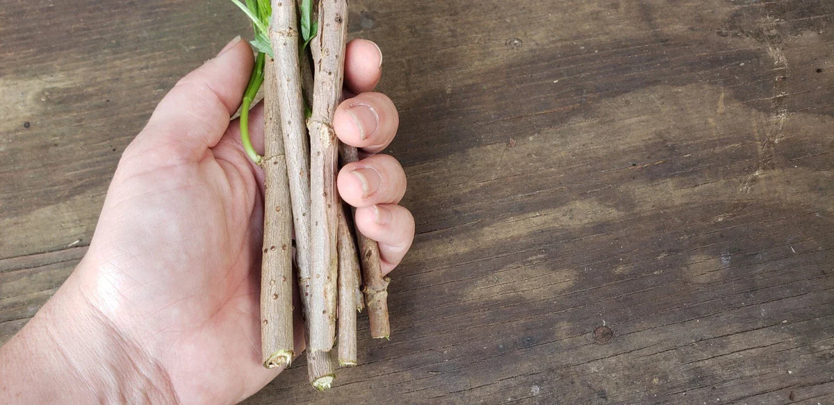 Epiphyllum Orchid Cactus Cutting 8-10 Inches, Vista Sun Variety, Exotic Houseplant, Epiphyllum Hybrid, Propagation Ready