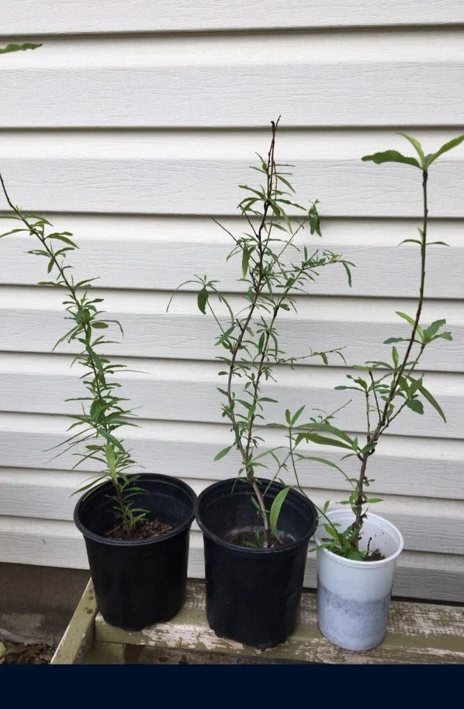 Dixieland Peach Tree Live Plant - Well Rooted - Prunus persica - Fruit Tree for Home Garden - Self-Pollinating, Pink Blossoms