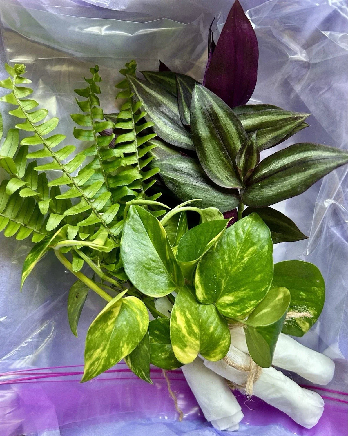 Rooted Plant Cuttings Variety Pack - 15 Assorted Cuttings for Home Gardening - Various, Perfect for Propagation