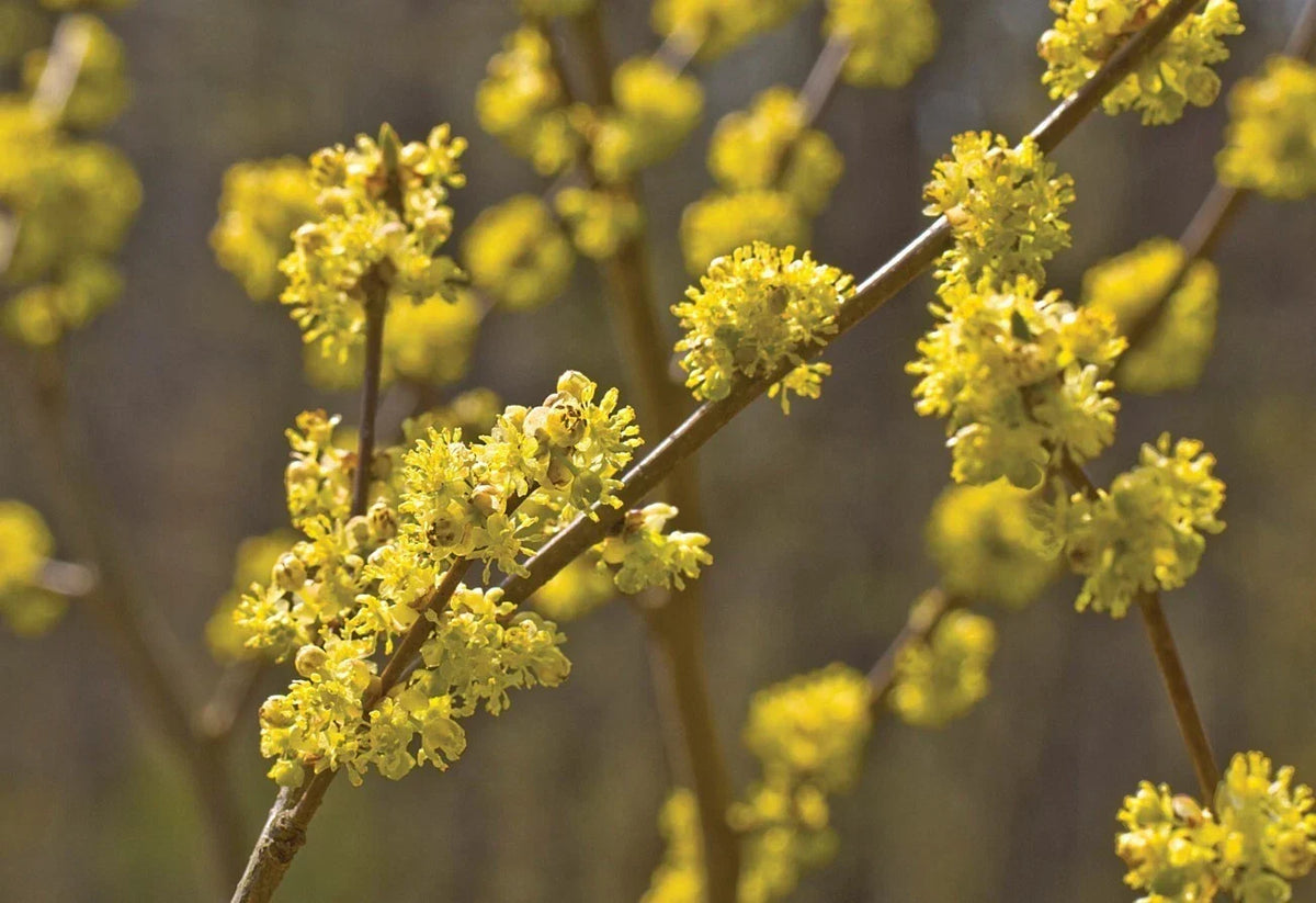 Spicebush Plants Set - 4" Pot - Aromatic Shrub - Lindera Benzoin - 6-12" Tall - Fragrant Leaves & Berries