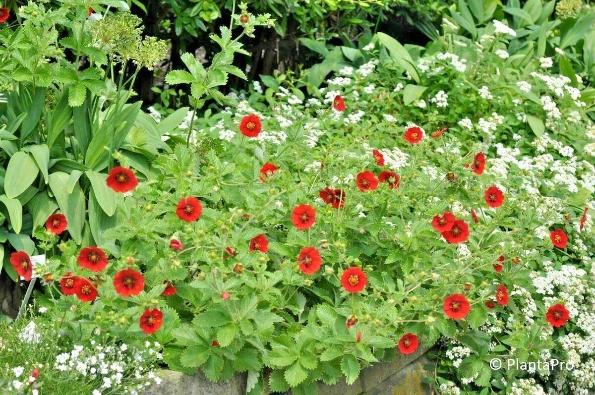Scarlet Cinquefoil Seeds - 100+ Potentilla fruticosa - Compact Flowering Native Perennial Shrub - Drought-Tolerant Garden Seeds