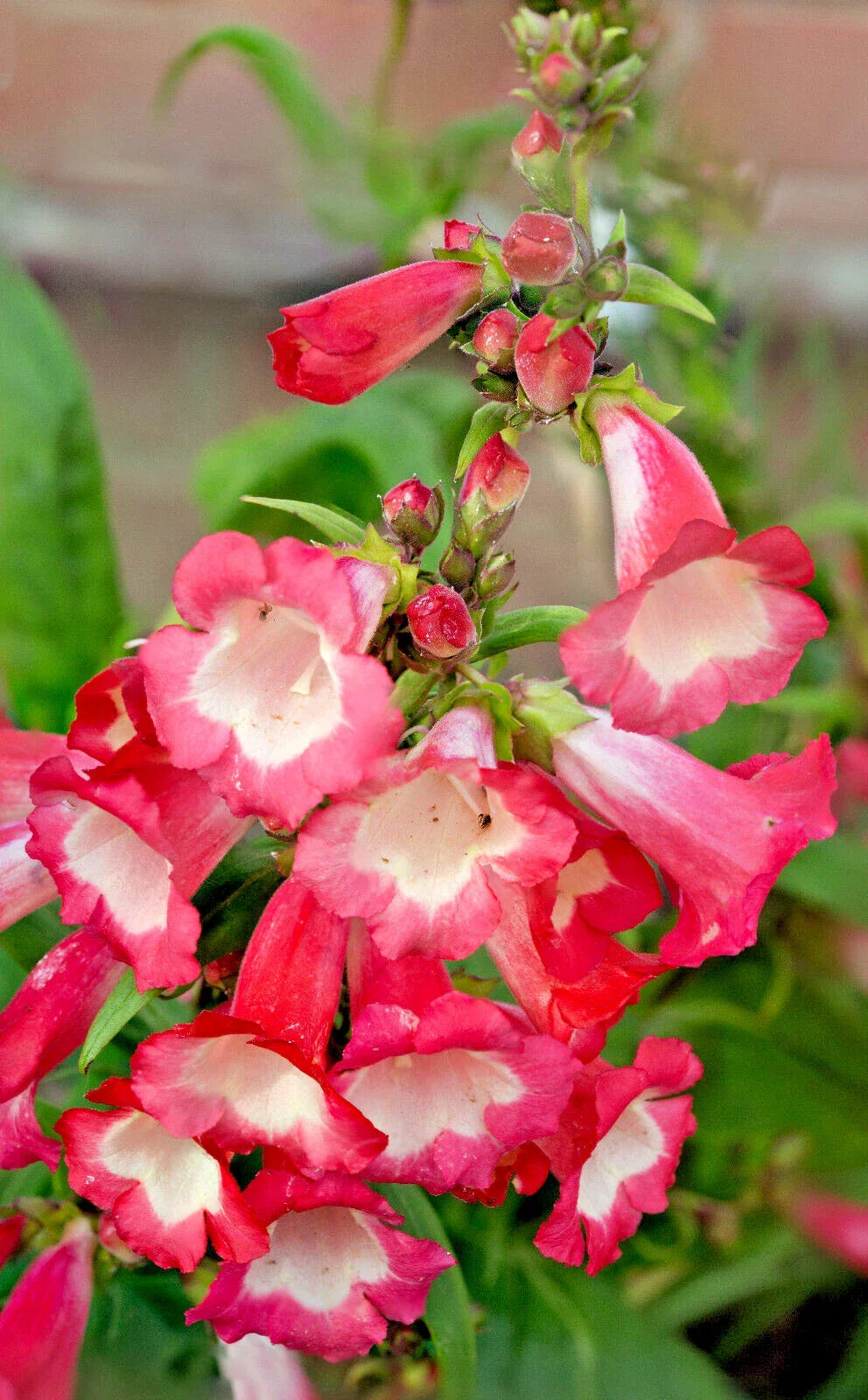 Pink Penstemon Seeds, 100 Count, Beardtongue, Penstemon hartwegii, Flower Seeds for Garden Planting, Drought Tolerant
