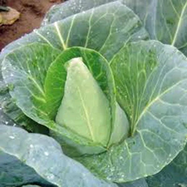 Cabbage Seeds 100 Count Early Jersey Wakefield Heirloom Non-GMO Brassica oleracea for Home Gardening and Cooking