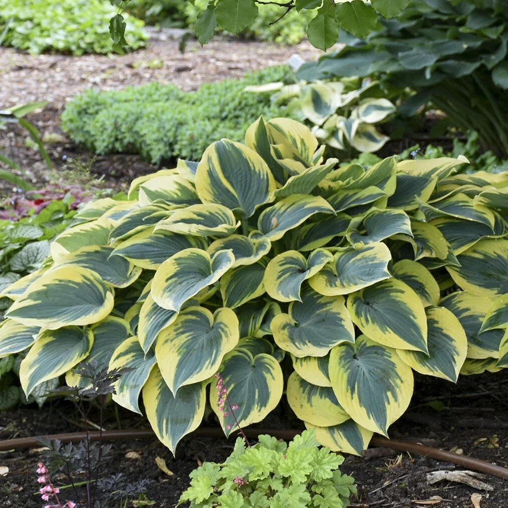Hosta First Frost 5.25" Pot Variegated Perennial Shade Plant Hosta hybrid - Low Maintenance, Perfect for Gardens, Attracts Pollinators