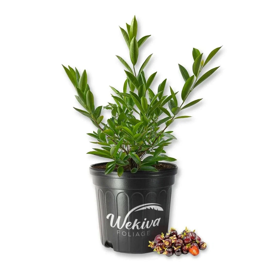 Cherry of The Rio Grande Tree - Live Plant in 3 Gallon Pot - Prunus serotina var. cherry of the Rio Grande - Sweet Cherries