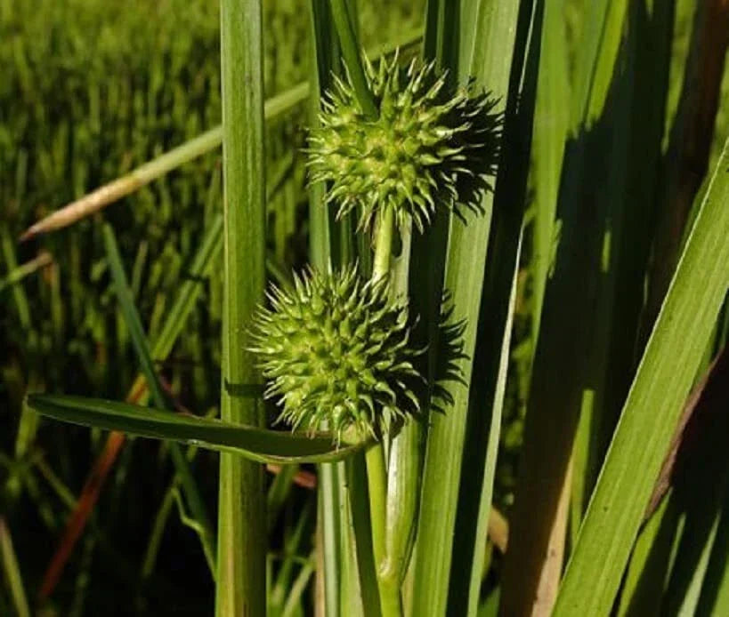 American Bur Reed Seeds - 50 Seeds - Sparganium americanum - Aquatic Perennial for Wetlands and Water Gardens