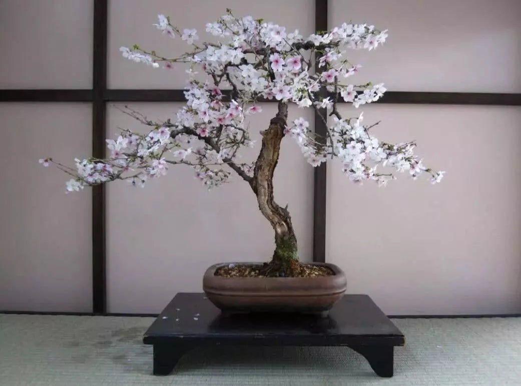 Bonsai Black Cherry Tree Seeds - 20 Seeds - Fruit Bearing - Prunus serotina - Compact, Easy to Grow, Ideal for Gardens