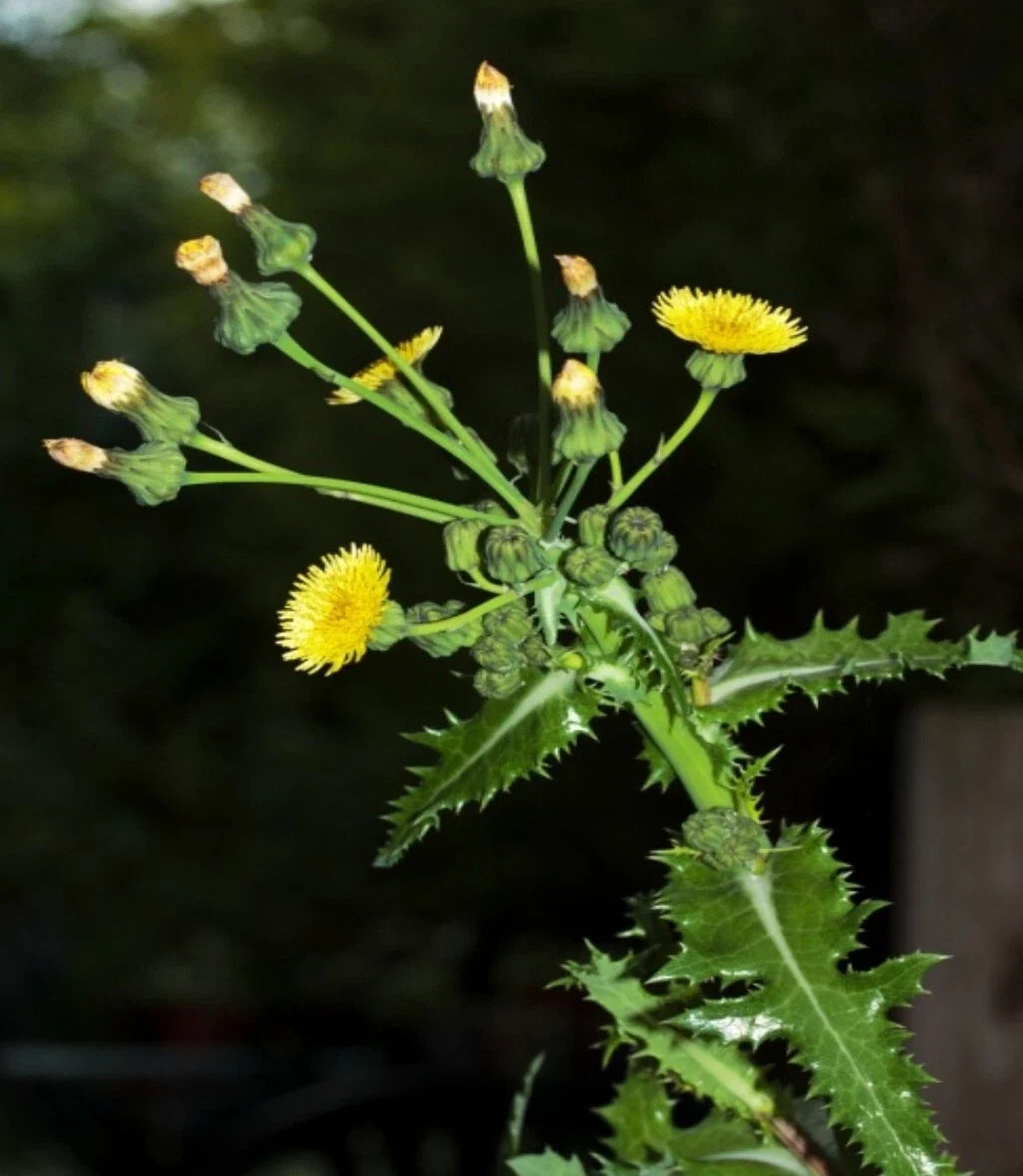 Prickly Sow-Thistle Seeds - 100+ Organic Heirloom Seeds (Sonchus asper) - Medicinal Herb for Natural Remedies