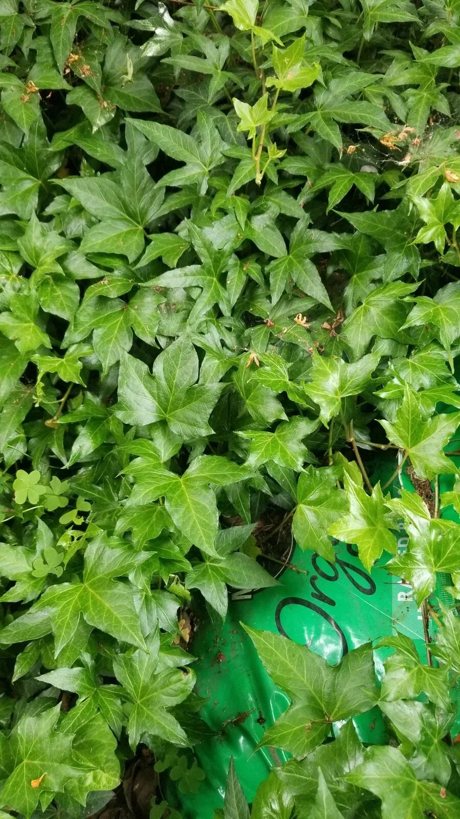 Ivy Cuttings, 8 Inches Long, Fresh Green, Hedera helix, No Roots - 10 Pack for Indoor Gardening