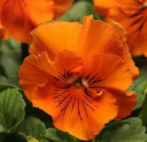 Pansy Seeds - 50 Frizzle Sizzle Orange Flower Seeds - Viola tricolor var. hortensis - Ruffled Petals for Vibrant Gardens