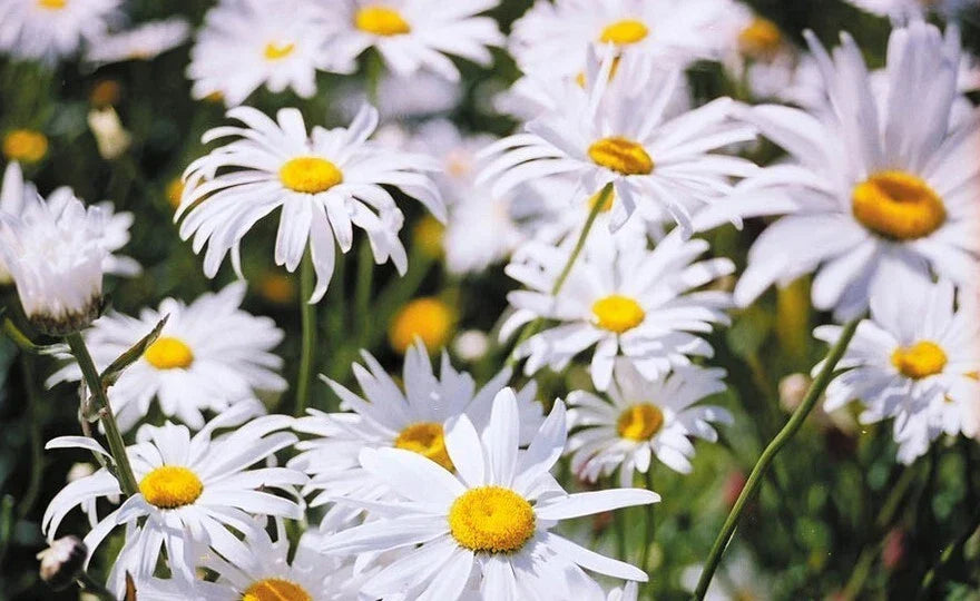 Shasta Daisy Seeds - 25 Count - Leucanthemum 'Alaska' - Perennial Flower Seeds for Garden - Non-GMO, Attracts Pollinators
