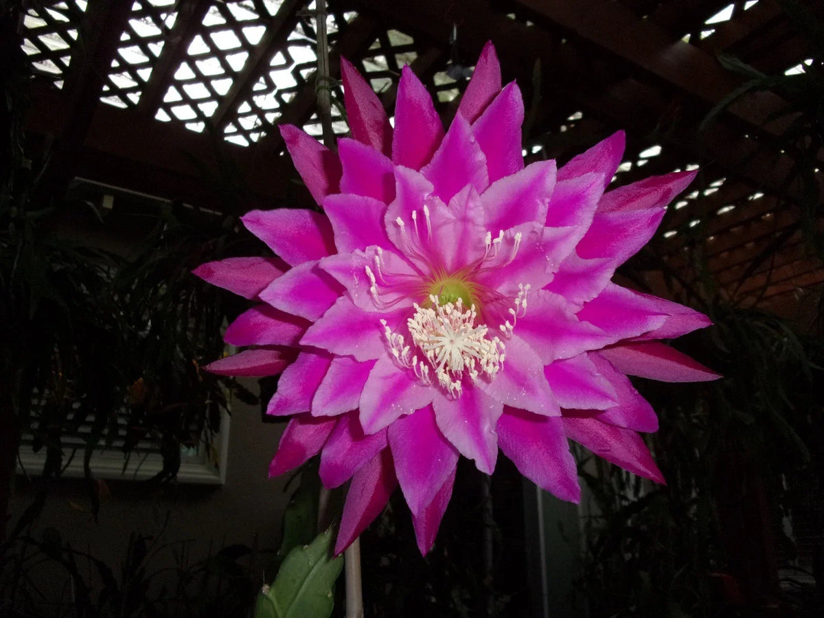 Epiphyllum Cutting - Kiwi Fanfare - Unique Orchid Cactus - Succulent Plant for Indoor Gardening - Epiphyllum spp.