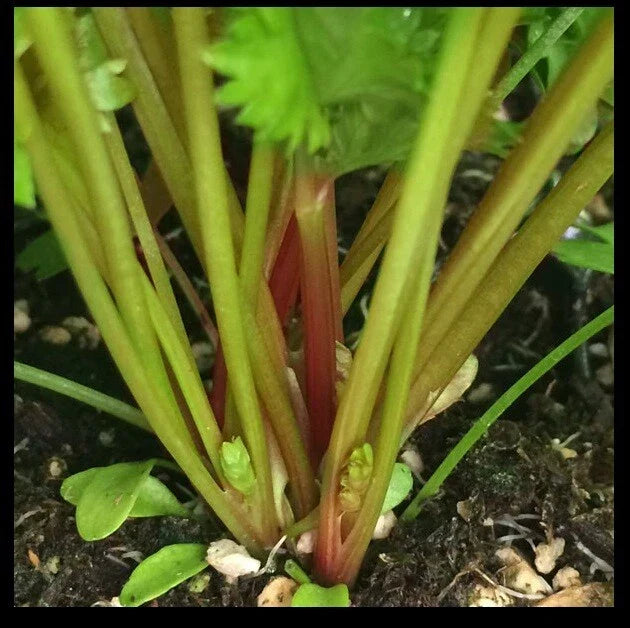 Organic Red Celery Seeds - Rare Redpar Cutting Variety - Non-GMO Bulk - 100 to 1000 Seeds - Apium graveolens var. dulce