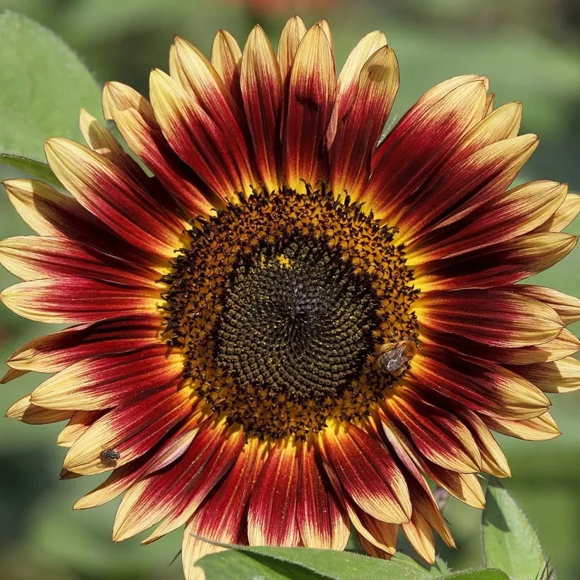Evening Sun Sunflower Seeds 30+ Pack Annual Flowers Helianthus annuus Pollinator Friendly Garden Plant