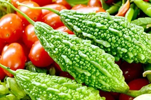 Bitter Gourd Seeds - 10 Pack Green Variety - Momordica charantia - Rare & Hard to Find for Planting