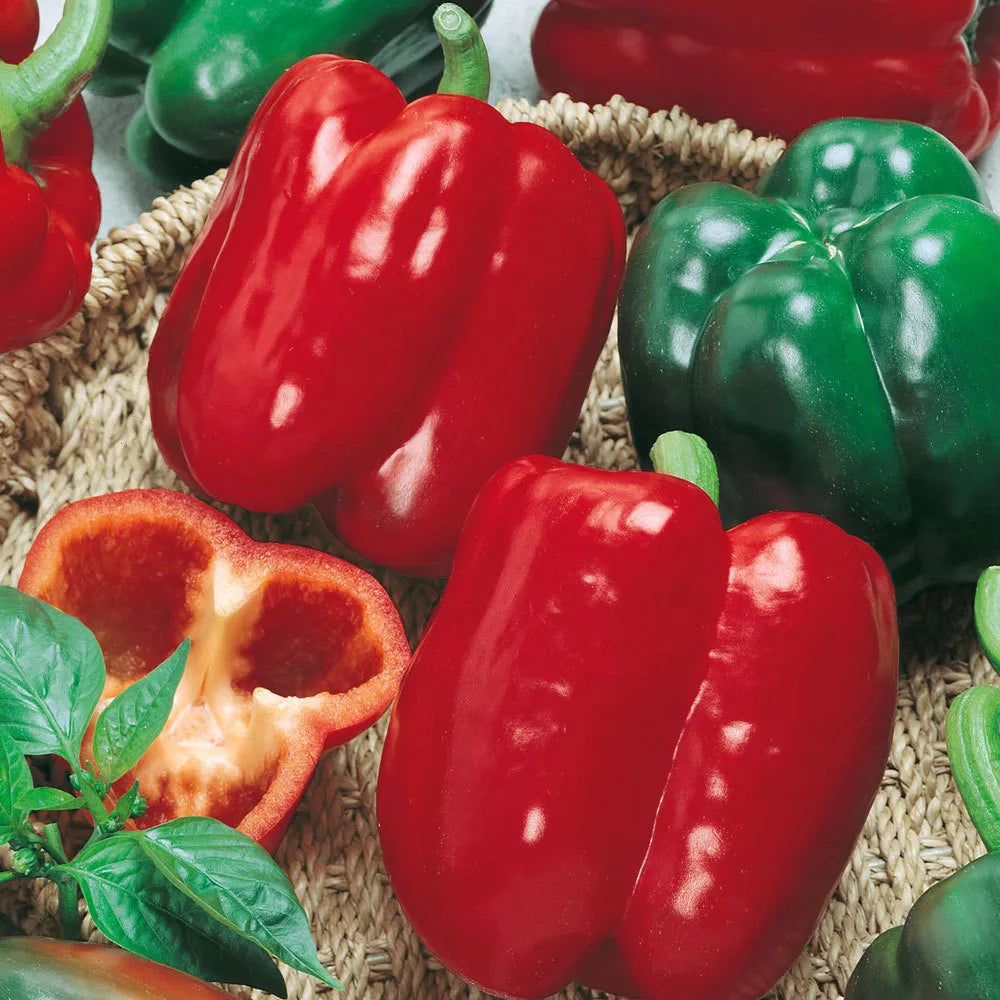 California Wonder Bell Pepper Seeds, Heirloom NON-GMO, Capsicum annuum, Multiple Sizes Available