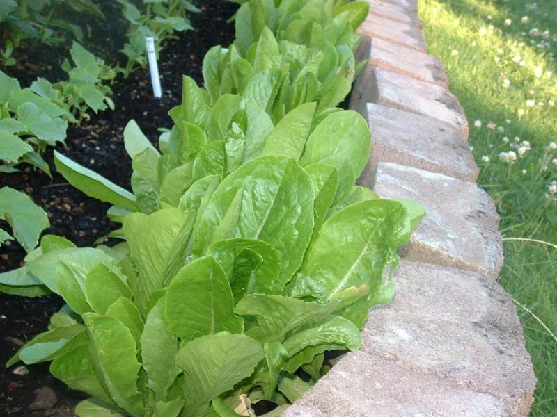 875 Seeds Parris Island Romaine Lettuce - Heirloom Vegetable Seeds (Lactuca sativa) - Non-GMO, High Germination Rate