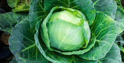 Brunswick Cabbage Seeds - 100 Count - Non-GMO Vegetable - Brassica oleracea - Ideal for Fall & Winter Harvests