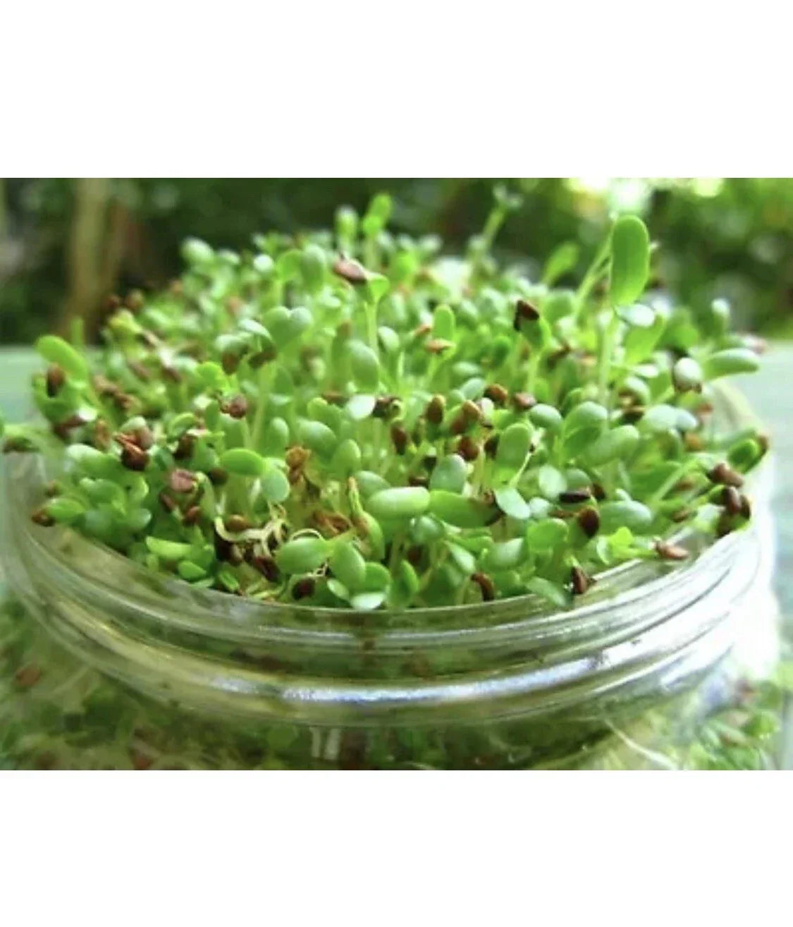 Alfalfa Sprout Seeds 100 Count Organic Non-GMO Medicago Sativa Microgreens Easy to Grow for Indoor Gardening