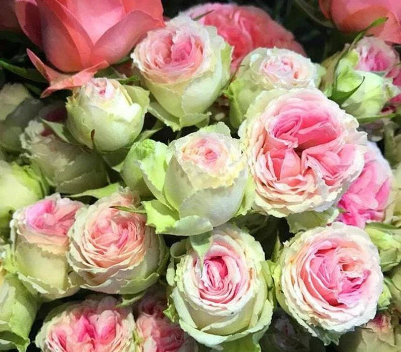 Pink Green Rose Seeds - 10 Perennial Flower Seeds - Rosa spp. - US Seller - Ideal for Garden Beds & Borders