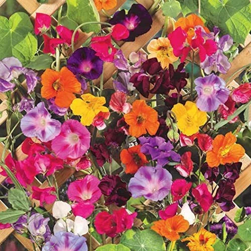Climbing Vine Seeds Mix - 200+ Colorful Morning Glory & Nasturtium - Ipomoea spp., Tropaeolum spp. for Gardens & Trellises