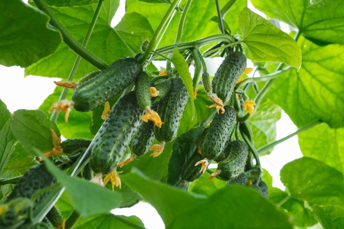 Boston Pickling Cucumber Seeds - 50+ Heirloom Seeds - Cucumis sativus - Ideal for Home Gardens and Pickling