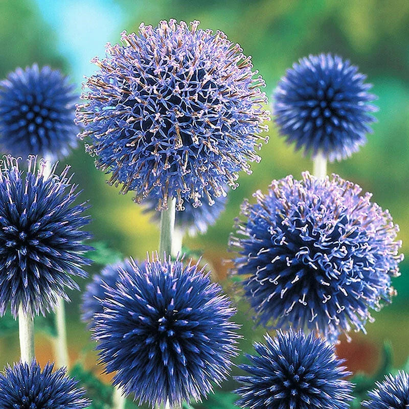 Blue Globe Thistle Seeds - 200+ Pack - Echinops ritro - USA Grown, Attracts Pollinators, Perennial Garden Planting