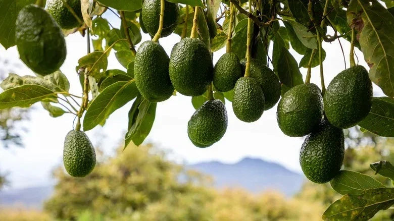 Rare Cleopatra Avocado Cuttings - 5 Wax-Dipped Scions, Persea americana 'Cleopatra', Ideal for Propagation and Home Gardens