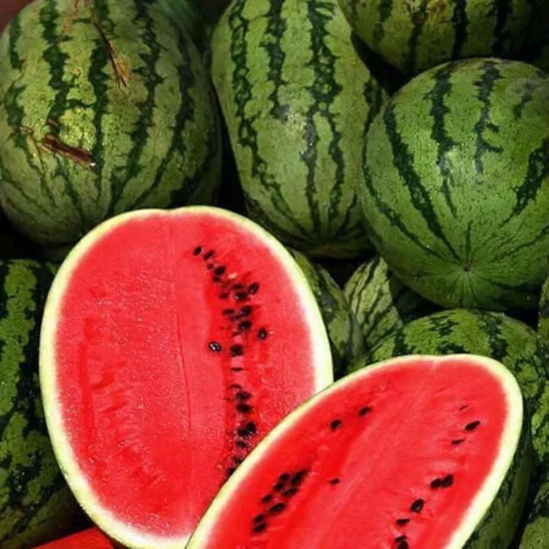 Organic Watermelon Seeds 50 Pack All Sweet Citrullus lanatus USA Grown Free Shipping