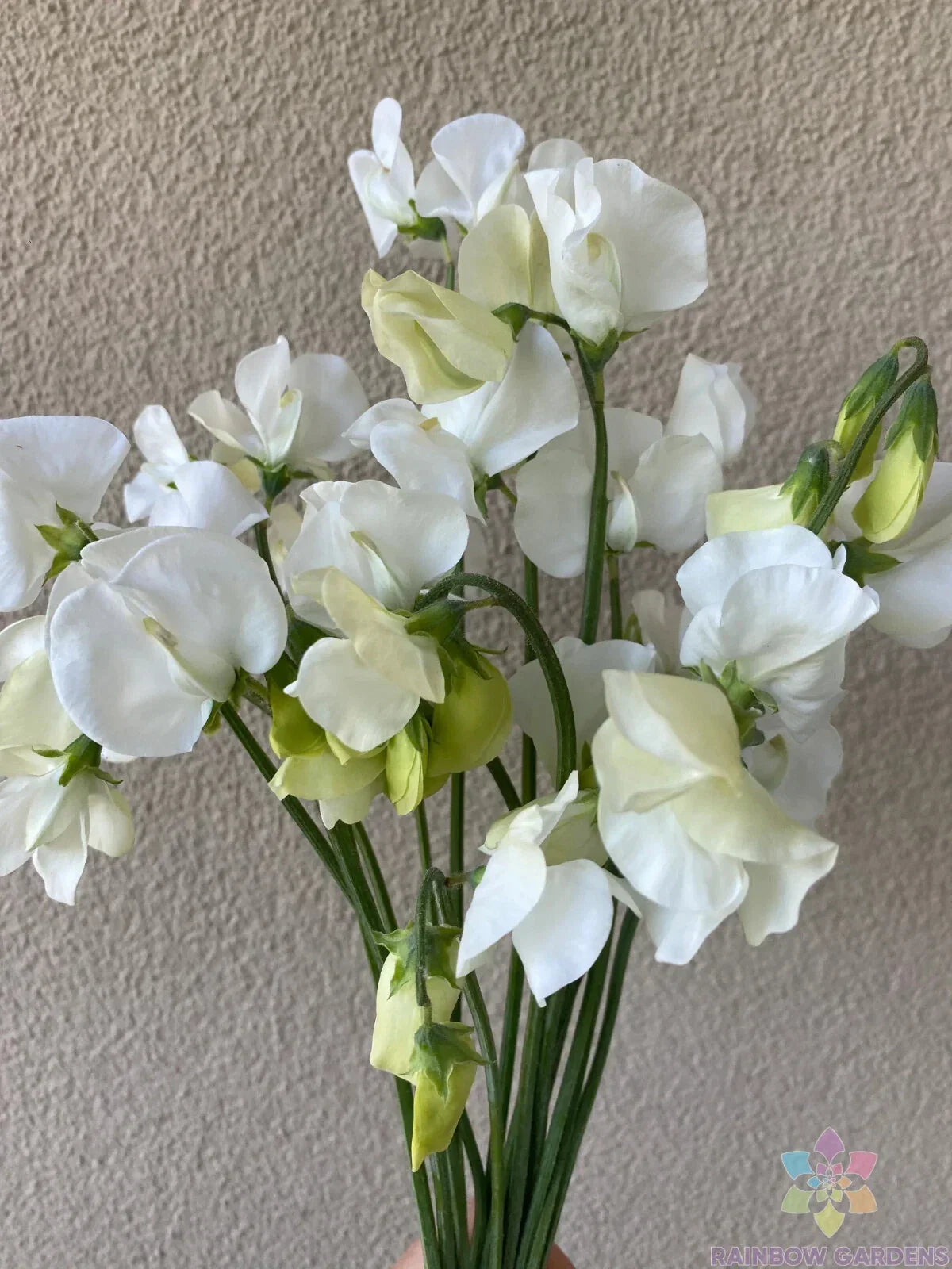 Spencer Ice Cream Sweet Pea Seeds - 50+ Pack - Lathyrus odoratus - Mixed Pastel Colors - Non-GMO Garden Planting