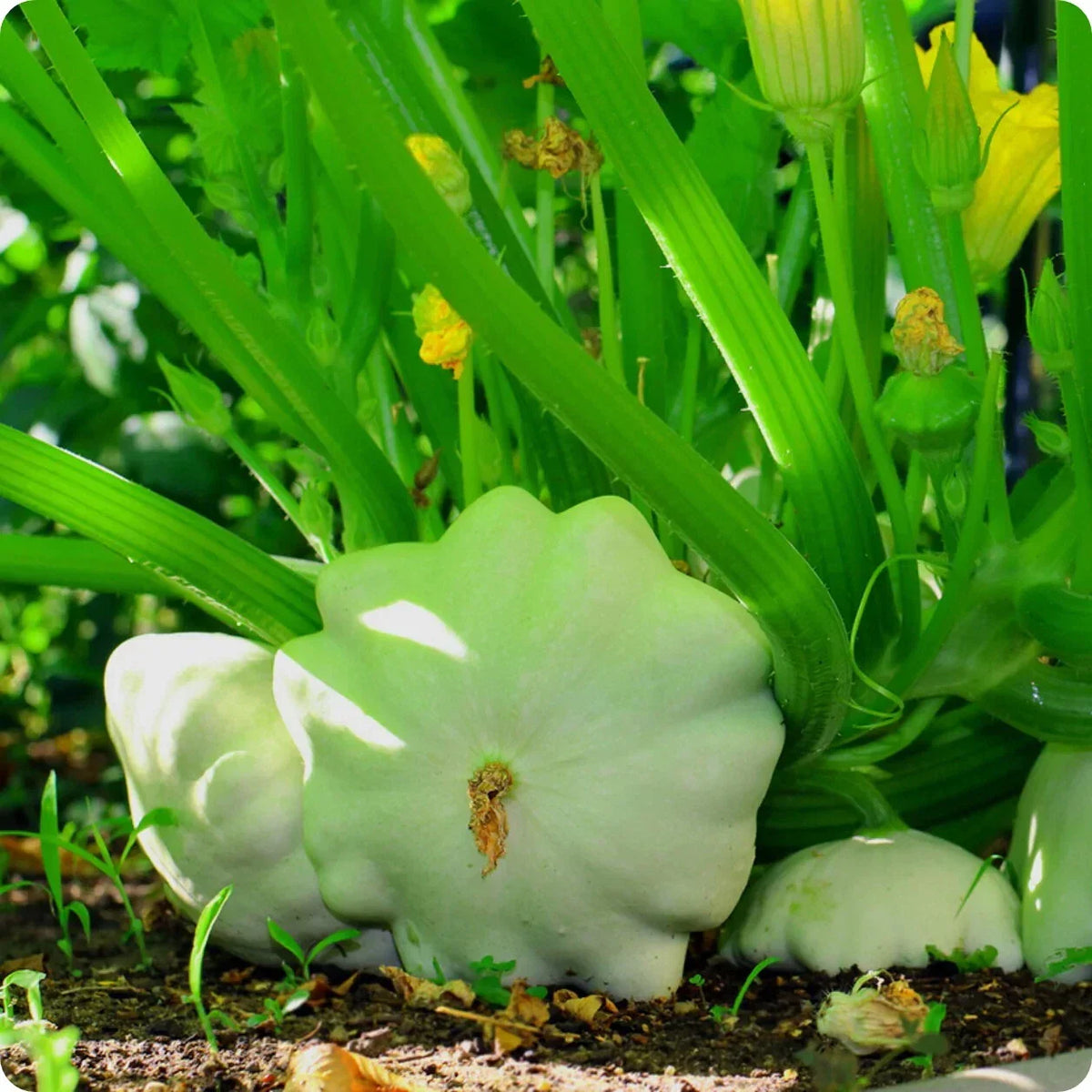 Bennings Green Tint Scallop Summer Squash Seeds, Non-GMO Vegetable Seeds, Cucurbita pepo, Compact Bush Type for Garden