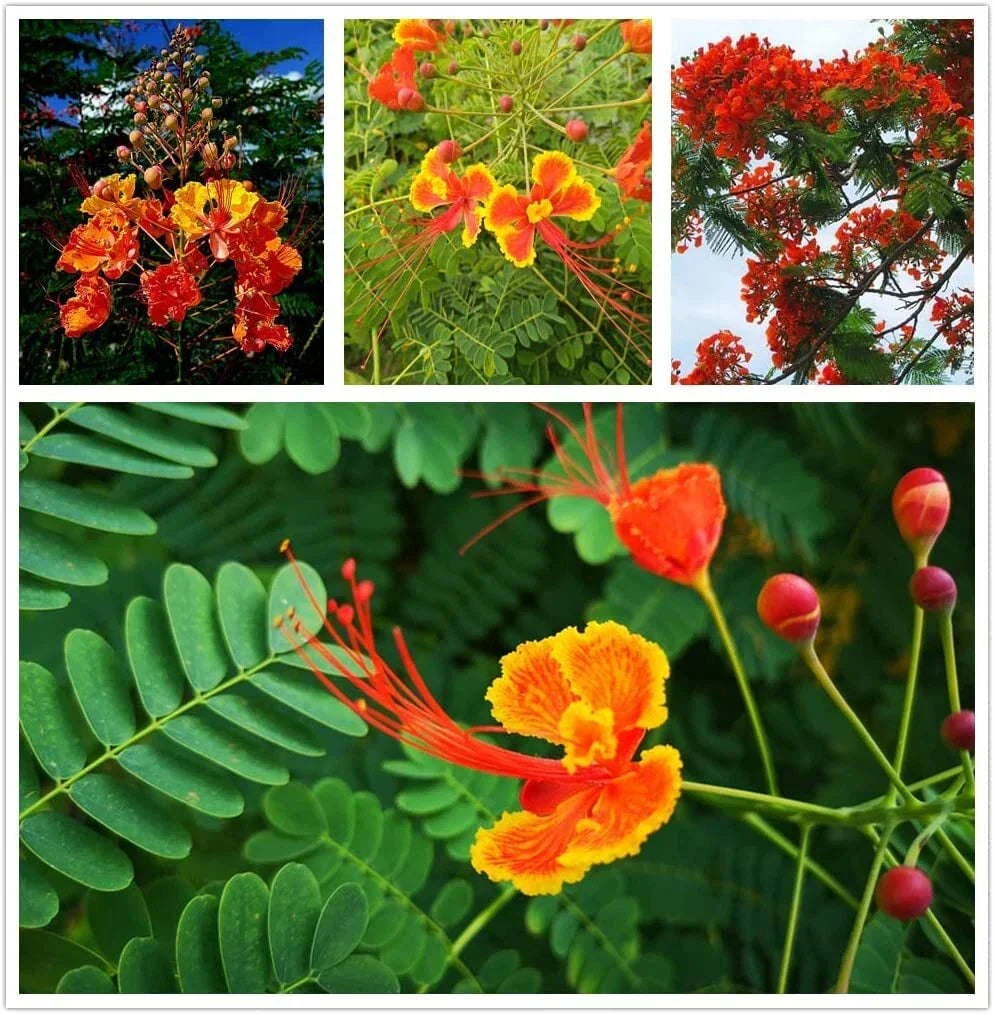 Red Bird of Paradise Flower Seeds (15 Seeds) – Bright Red Blooms, Tropical Plant, Caesalpinia pulcherrima Garden Seeds