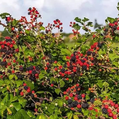 Blackberry Cuttings 6-8" Unrooted Organic Rubus fruticosus USA Wild Planting - Easy Grow Garden Berries