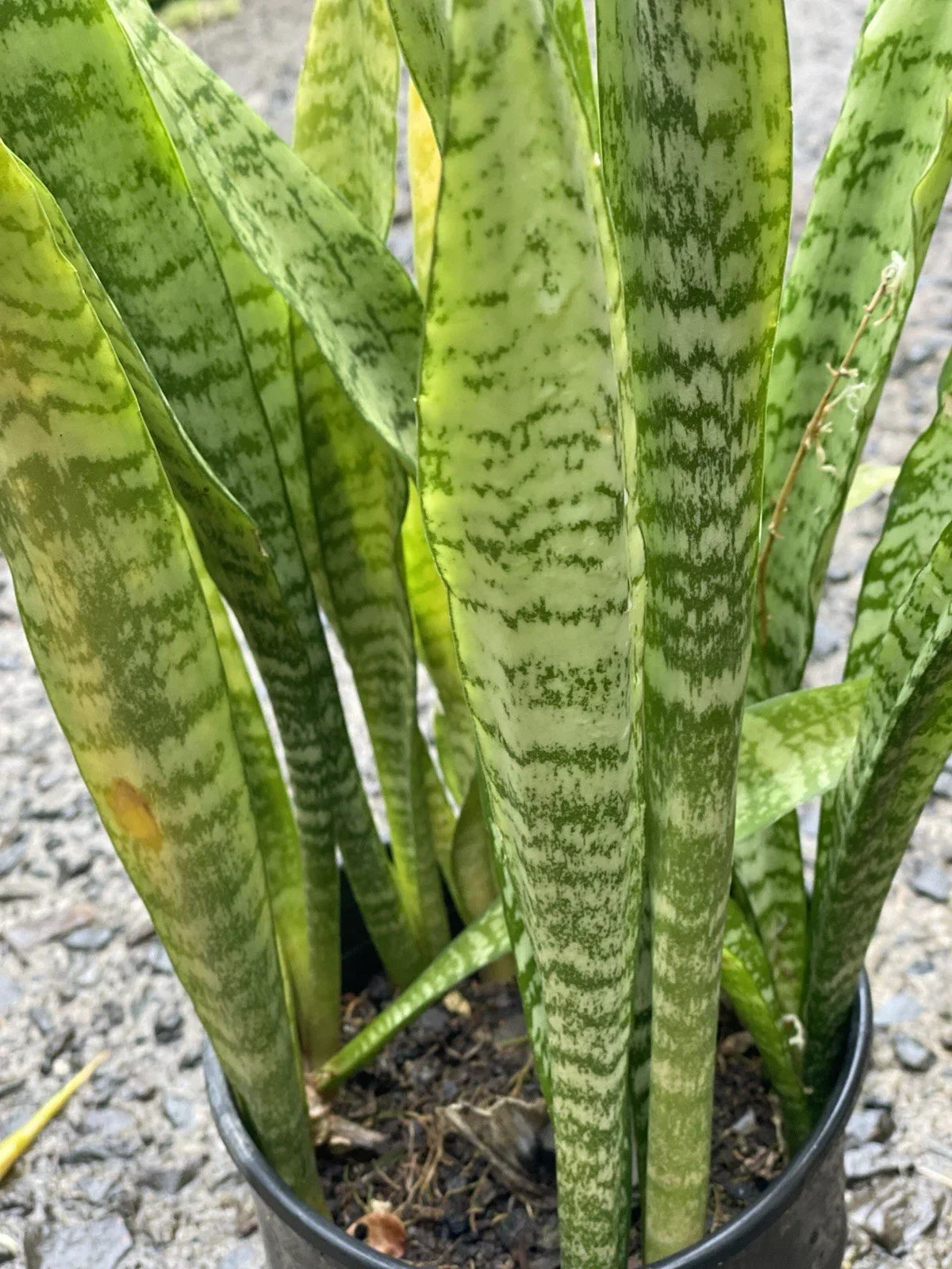 Sansevieria Leaf Cuttings - 3 Organic Snake Plant Cuttings - Mother-in-Law's Tongue - Sansevieria trifasciata - Hawaii Grown
