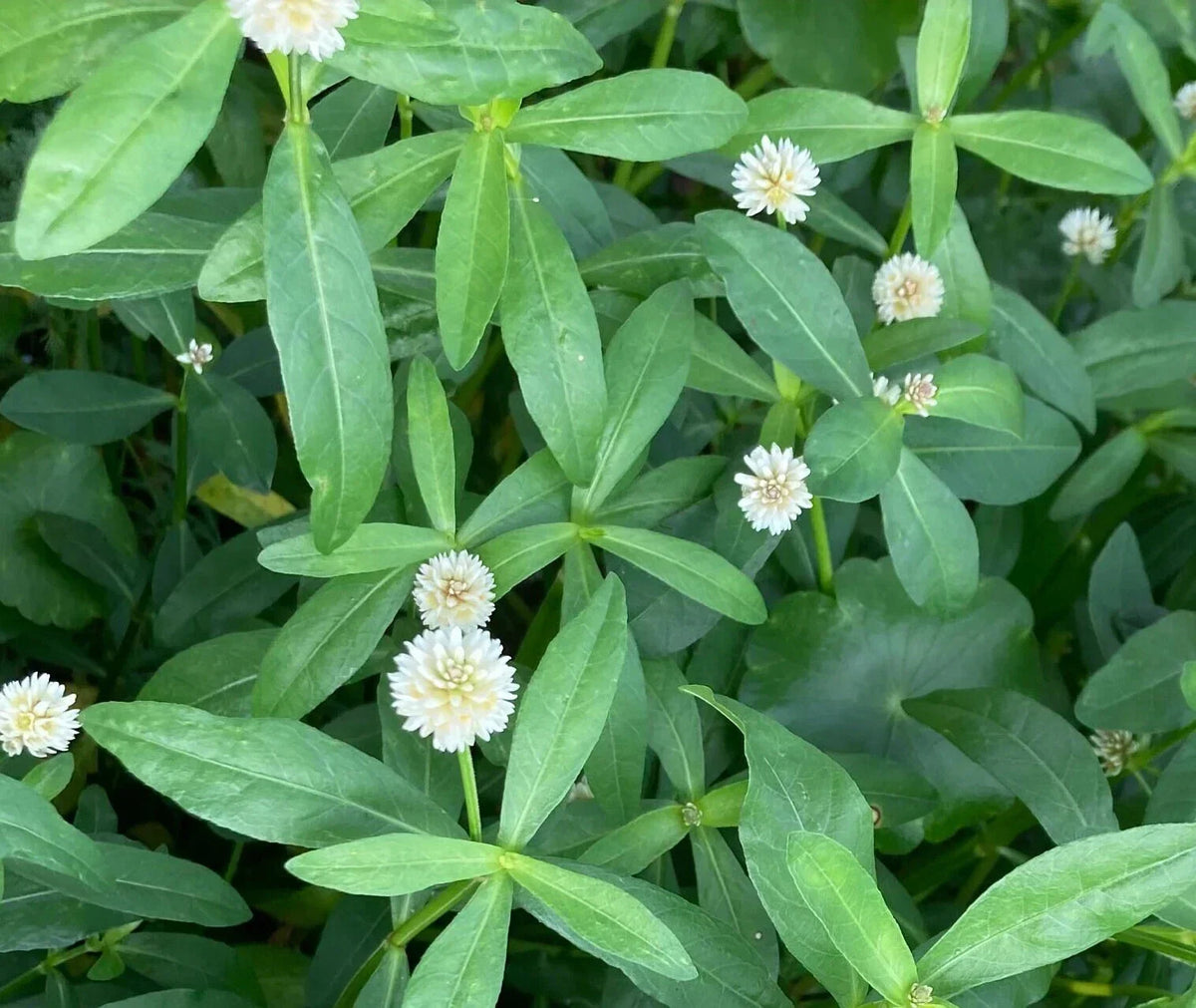 10 Live Alligator Weed Plants - Easy to Grow Marginal Bog Aquatic Accent - Alternanthera philoxeroides for Ponds