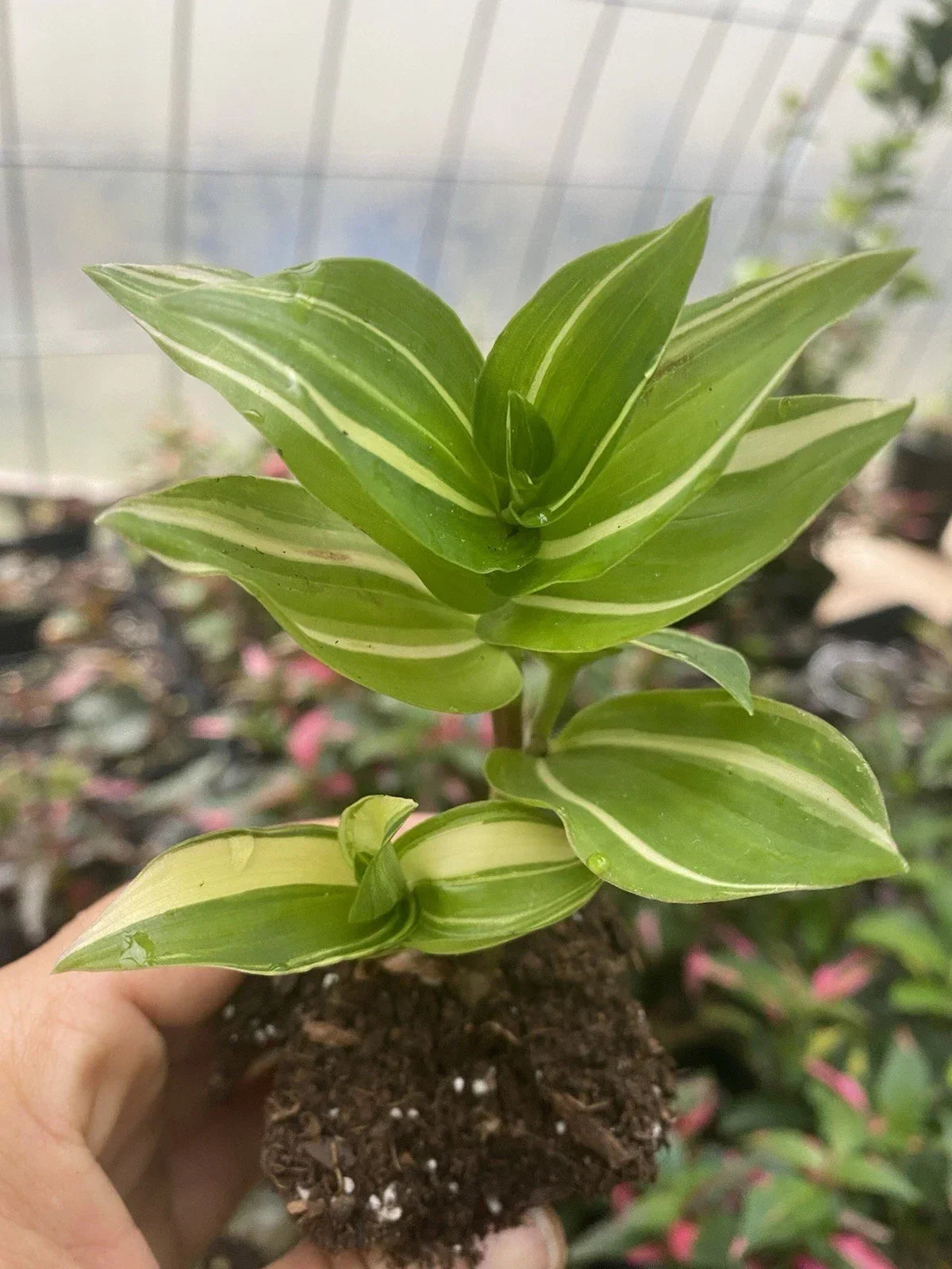 Rooted Cutting Tradescantia Fluminensis - Green Variegated Indoor Houseplant for Home Decor